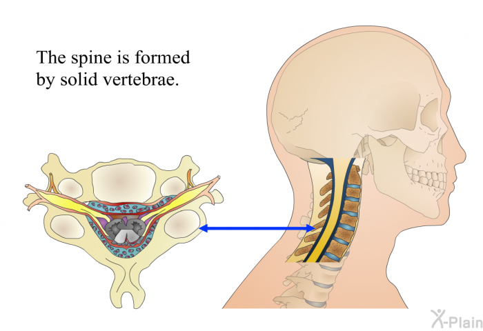The spine is formed by solid vertebrae.