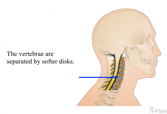The vertebrae are separated by softer disks.