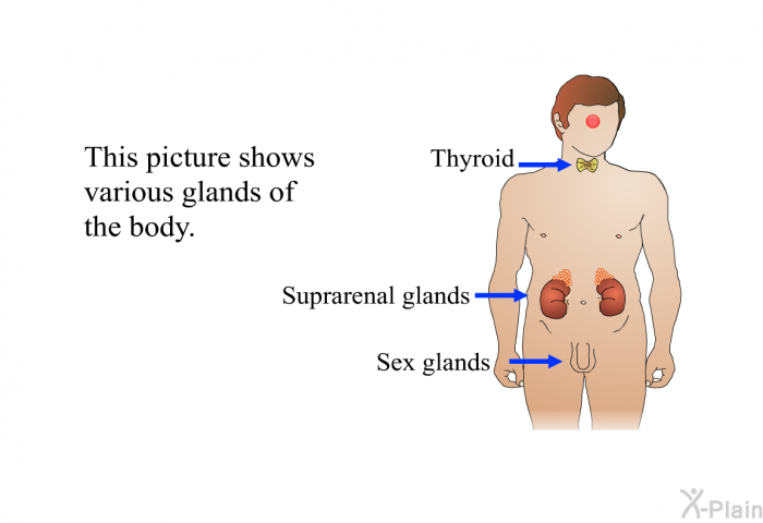 This picture shows various glands of the body.