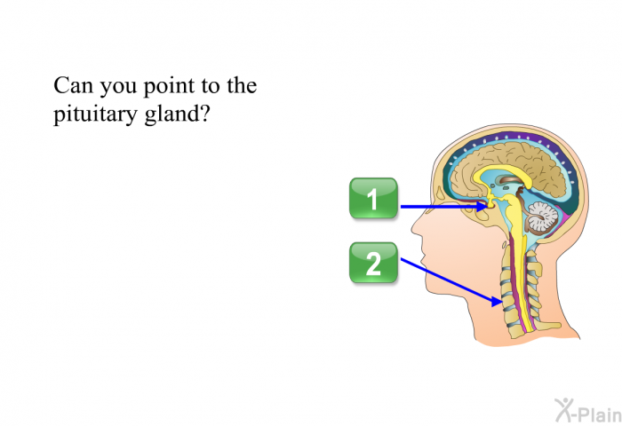 Can you point to the pituitary gland?