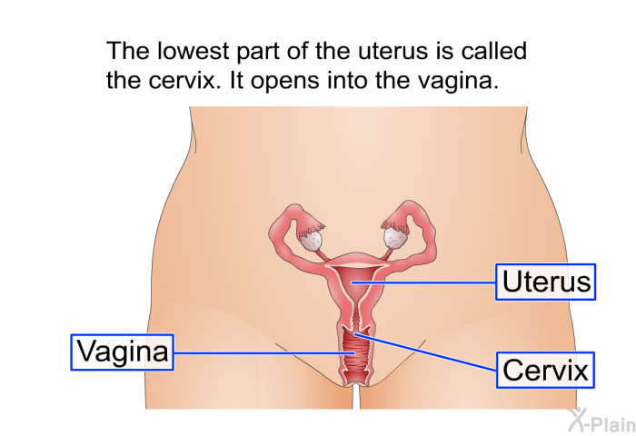 The lowest part of the uterus is called the cervix. It opens into the vagina.