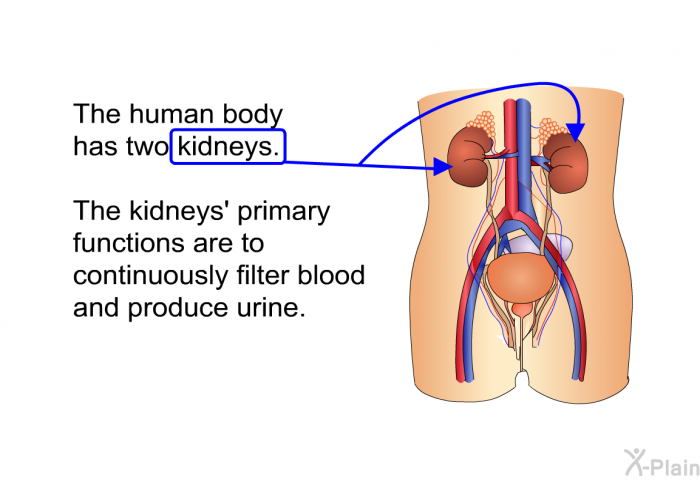 The human body has two kidneys. The kidneys' primary functions are to continuously filter blood and produce urine.