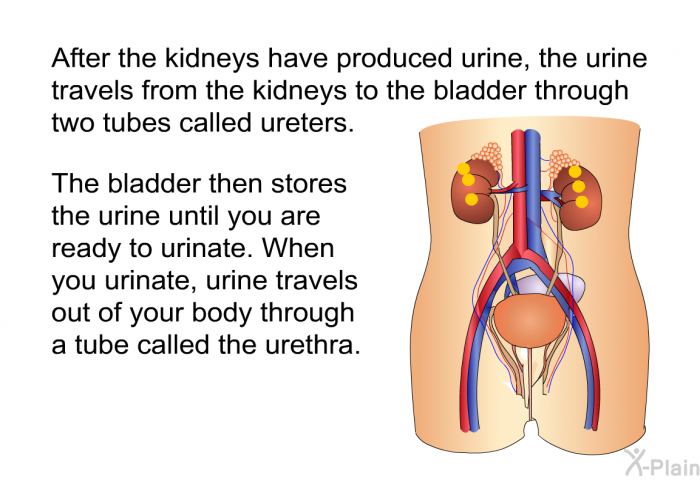 After the kidneys have produced urine, the urine travels from the kidneys to the bladder through two tubes called ureters. The bladder then stores the urine until you are ready to urinate. When you urinate, urine travels out of your body through a tube called the urethra.