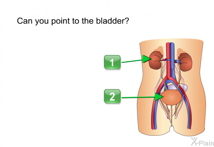 Can you point to the bladder? Press A or B.