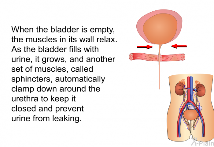 When the bladder is empty, the muscles in its wall relax. As the bladder fills with urine, it grows, and another set of muscles, called sphincters, automatically clamp down around the urethra to keep it closed and prevent urine from leaking.