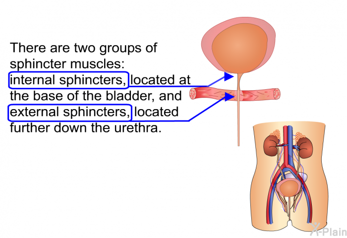 There are two groups of sphincter muscles: internal sphincters, located at the base of the bladder, and external sphincters, located further down the urethra.