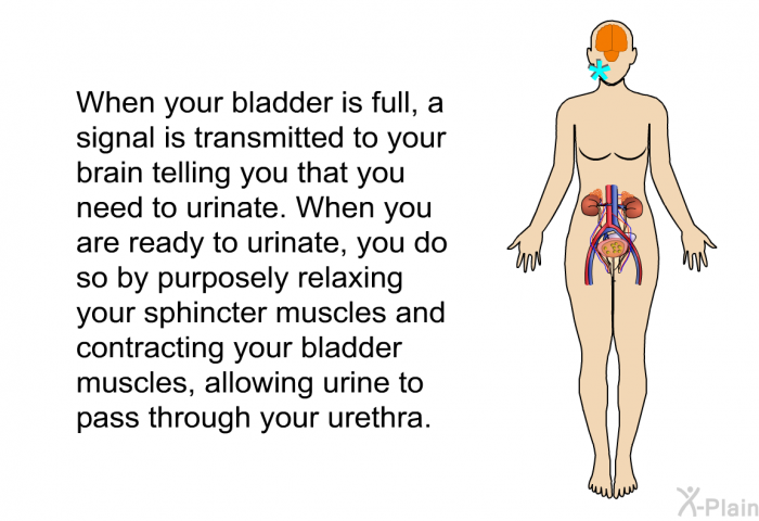 When your bladder is full, a signal is transmitted to your brain telling you that you need to urinate. When you are ready to urinate, you do so by purposely relaxing your sphincter muscles and contracting your bladder muscles, allowing urine to pass through your urethra.