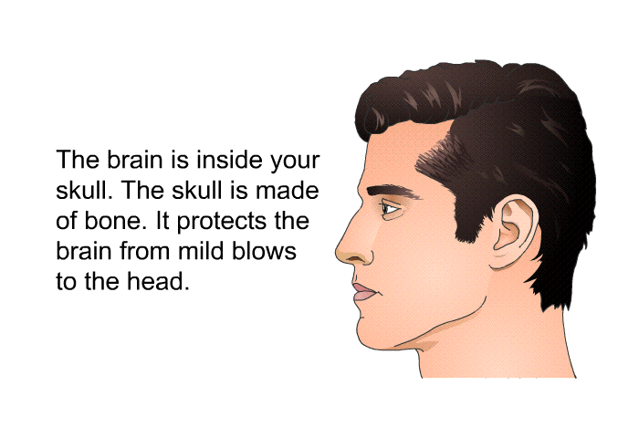 The brain is inside your skull. The skull is made of bone. It protects the brain from mild blows to the head.