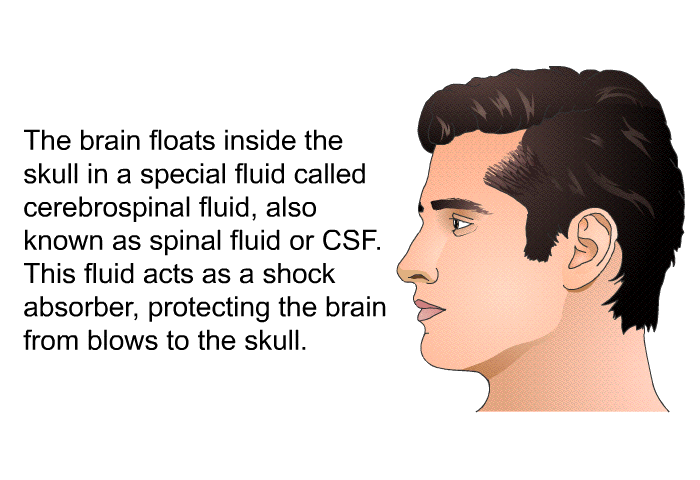 The brain floats inside the skull in a special fluid called cerebrospinal fluid, also known as spinal fluid or CSF. This fluid acts as a shock absorber, protecting the brain from blows to the skull.