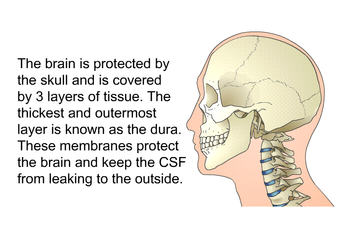 The brain is protected by the skull and is covered by 3 layers of tissue. The thickest and outermost layer is known as the dura. These membranes protect the brain and keep the CSF from leaking to the outside.