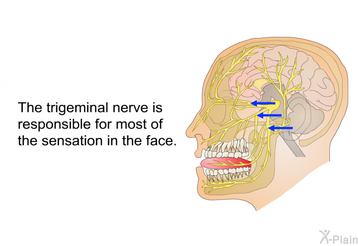 The trigeminal nerve is responsible for most of the sensation in the face.