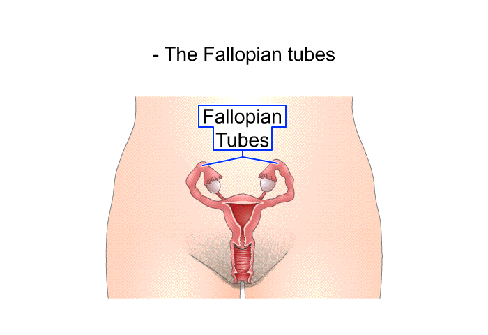 The Fallopian tubes