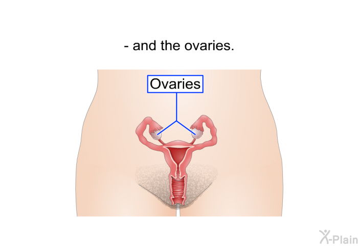 and the ovaries.