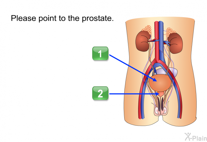 Please point to the prostate. Choose one of the following options.