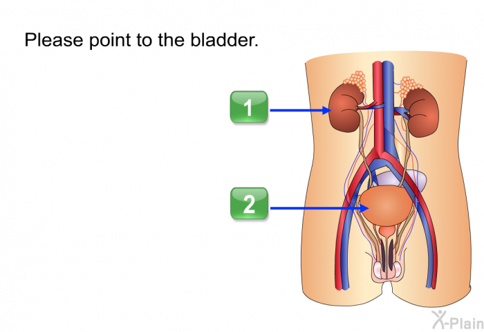 Please point to the bladder. Choose one of the following options.