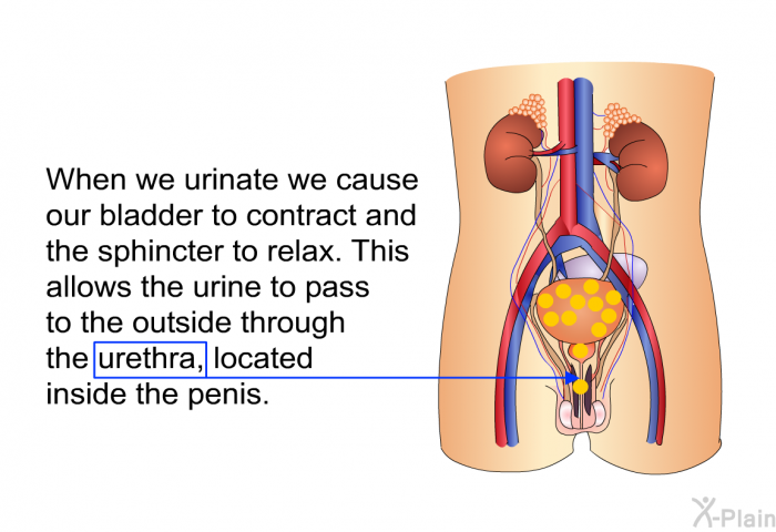 When we urinate we cause our bladder to contract and the sphincter to relax. This allows the urine to pass to the outside through the urethra, located inside the penis.