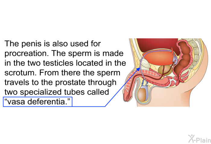 The penis is also used for procreation. The sperm is made in the two testicles located in the scrotum. From there the sperm travels to the prostate through two specialized tubes called “vasa deferentia.”