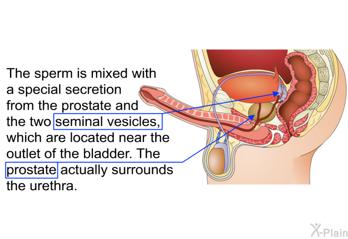 The sperm is mixed with a special secretion from the prostate and the two seminal vesicles, which are located near the outlet of the bladder. The prostate actually surrounds the urethra.