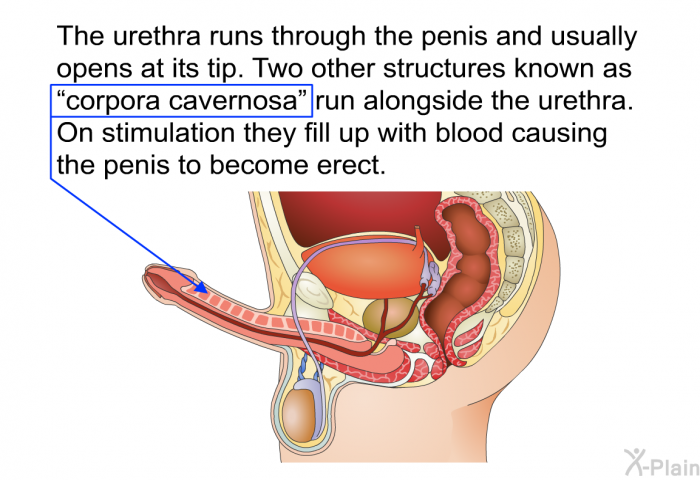 The urethra runs through the penis and usually opens at its tip. Two other structures known as “corpora cavernosa” run alongside the urethra. On stimulation they fill up with blood causing the penis to become erect.