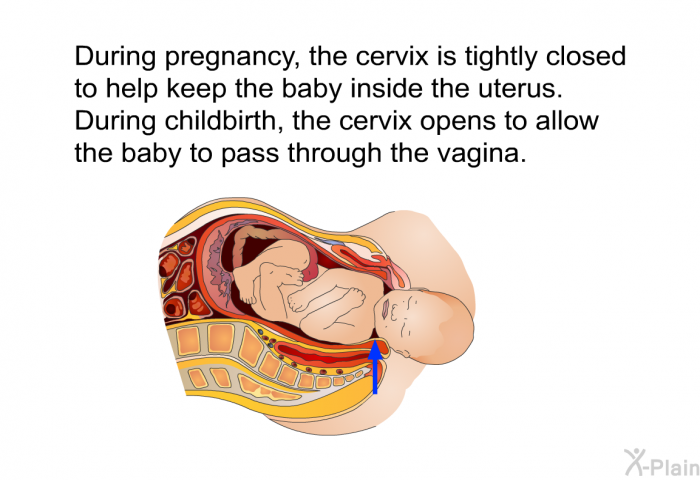 During pregnancy, the cervix is tightly closed to help keep the baby inside the uterus. During childbirth, the cervix opens to allow the baby to pass through the vagina.