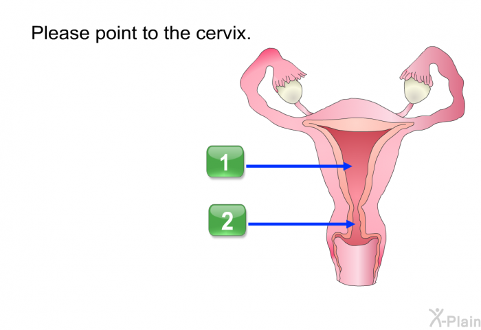 Please point to the cervix.