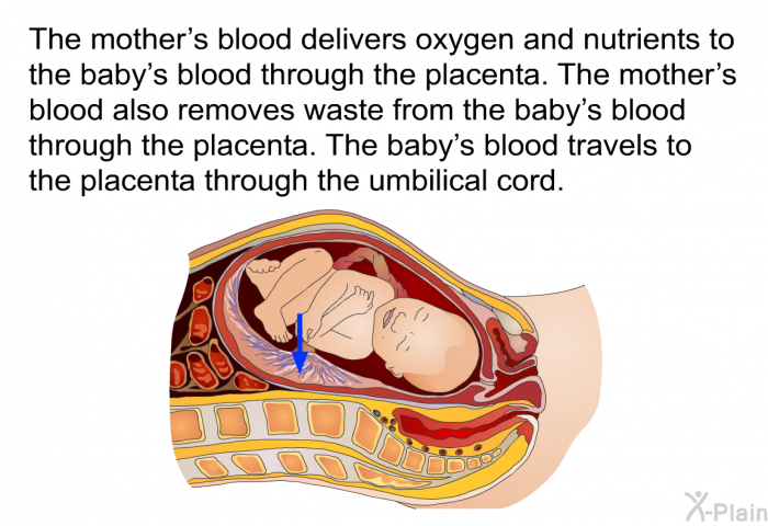 The mother's blood delivers oxygen and nutrients to the baby's blood through the placenta. The mother's blood also removes waste from the baby's blood through the placenta. The baby's blood travels to the placenta through the umbilical cord.