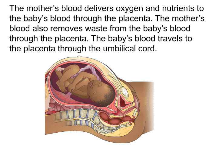 The mother's blood delivers oxygen and nutrients to the baby's blood through the placenta. The mother's blood also removes waste from the baby's blood through the placenta. The baby's blood travels to the placenta through the umbilical cord.