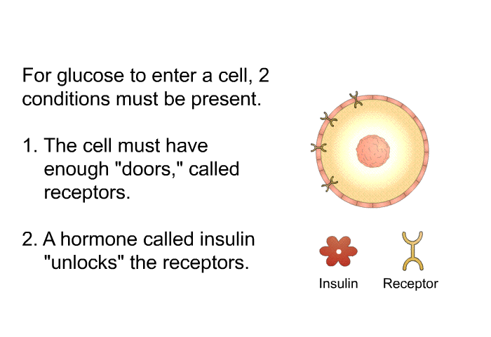 For glucose to enter a cell, 2 conditions must be present.  The cell must have enough “doors,” called receptors. A hormone called insulin “unlocks” the receptors.