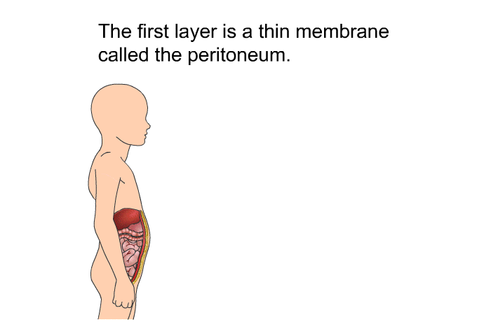The first layer is a thin membrane called the peritoneum.