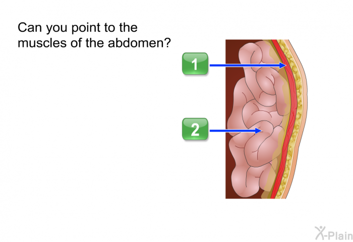 Can you point to the muscles of the abdomen?