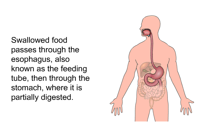 Swallowed food passes through the esophagus, also known as the feeding tube, then through the stomach, where it is partially digested.