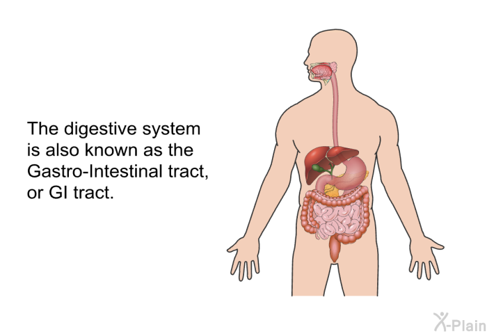 The digestive system is also known as the Gastro-Intestinal tract, or GI tract.