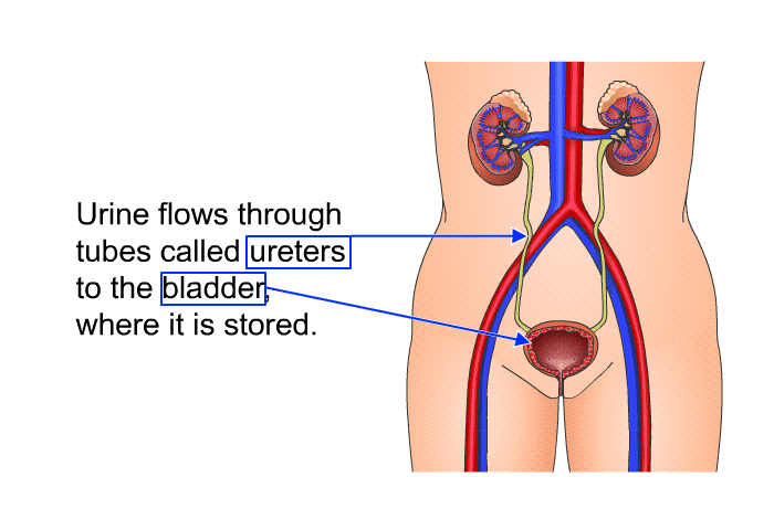 Urine flows through tubes called ureters to the bladder, where it is stored.
