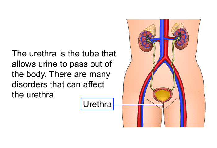 The urethra is the tube that allows urine to pass out of the body. There are many disorders that can affect the urethra.