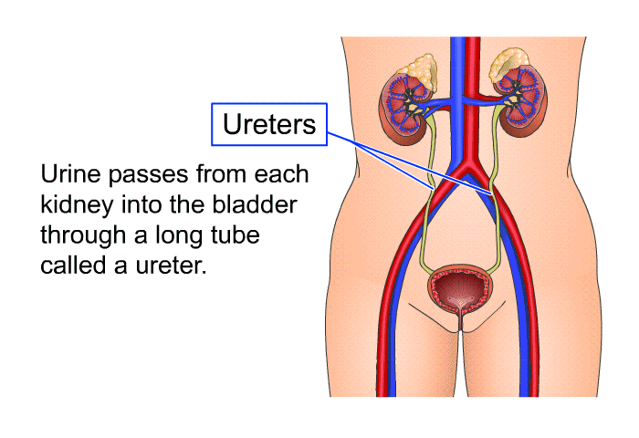 Urine passes from each kidney into the bladder through a long tube called a ureter.