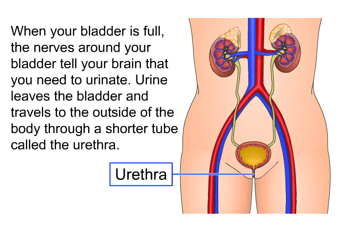 When your bladder is full, the nerves around your bladder tell your brain that you need to urinate. Urine leaves the bladder and travels to the outside of the body through a shorter tube called the urethra.