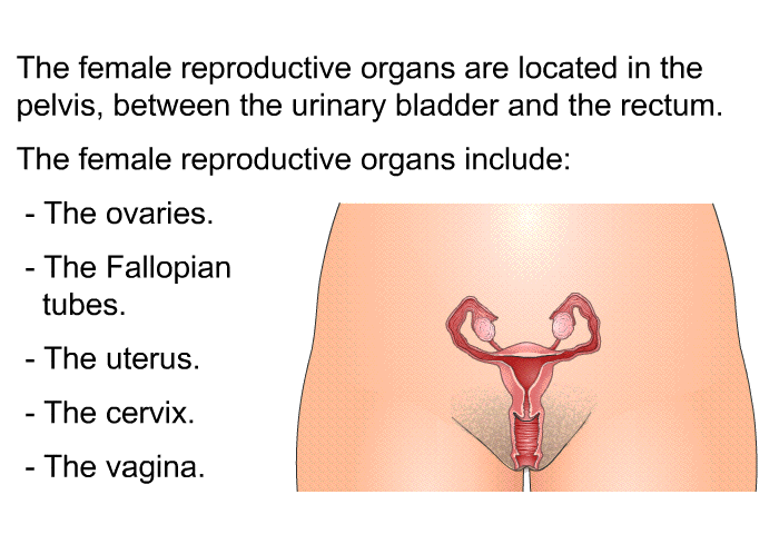 The female reproductive organs are located in the pelvis, between the urinary bladder and the rectum. The female reproductive organs include:  The ovaries. The Fallopian tubes. The uterus. The cervix. The vagina.