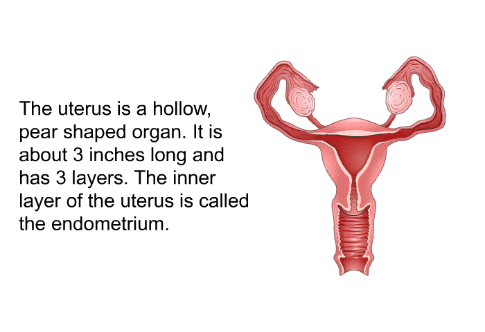 The uterus is a hollow, pear shaped organ. It is about 3 inches long and has 3 layers. The inner layer of the uterus is called the endometrium.