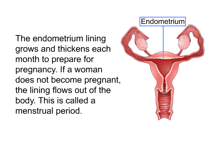The endometrium lining grows and thickens each month to prepare for pregnancy. If a woman does not become pregnant, the lining flows out of the body. This is called a menstrual period.