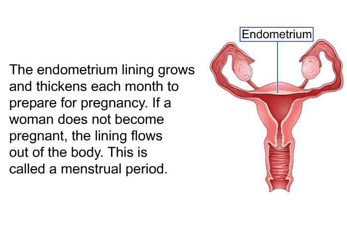 The endometrium lining grows and thickens each month to prepare for pregnancy. If a woman does not become pregnant, the lining flows out of the body. This is called a menstrual period.