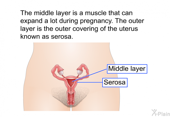 The middle layer is a muscle that can expand a lot during pregnancy. The outer layer is the outer covering of the uterus known as serosa.