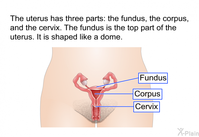 The uterus has three parts: the fundus, the corpus and the cervix. The fundus is the top part of the uterus. It is shaped like a dome.