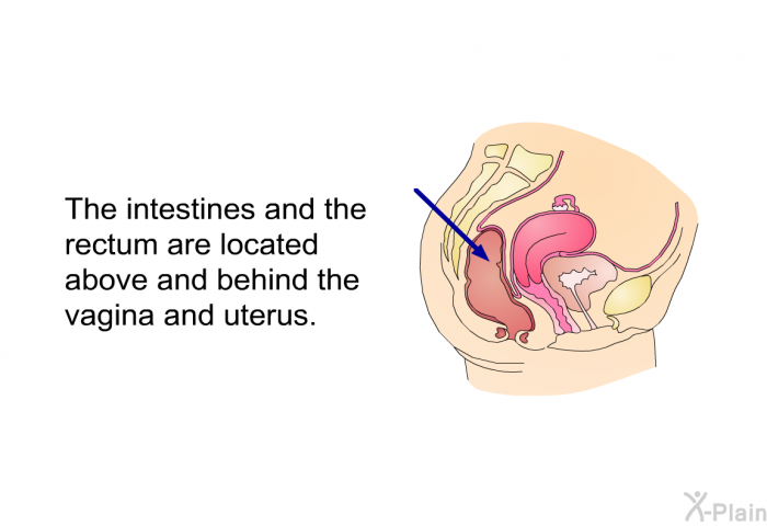 The intestines and the rectum are located above and behind the vagina and uterus.
