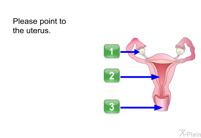 Please point to the uterus.