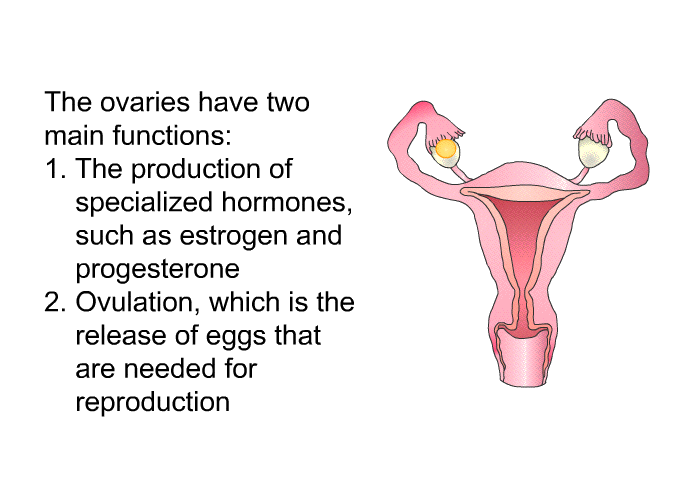 The ovaries have two main functions:  The production of specialized hormones, such as estrogen and progesterone Ovulation, which is the release of eggs that are needed for reproduction