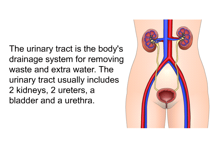 The urinary tract is the body's drainage system for removing waste and extra water. The urinary tract usually includes 2 kidneys, 2 ureters, a bladder and a urethra.