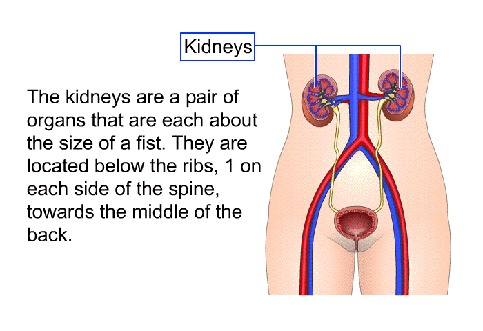 The kidneys are a pair of organs that are each about the size of a fist. They are located below the ribs, 1 on each side of the spine, towards the middle of the back.
