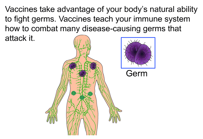 Vaccines take advantage of your body's natural ability to fight germs. Vaccines teach your immune system how to combat many disease-causing germs that attack it.