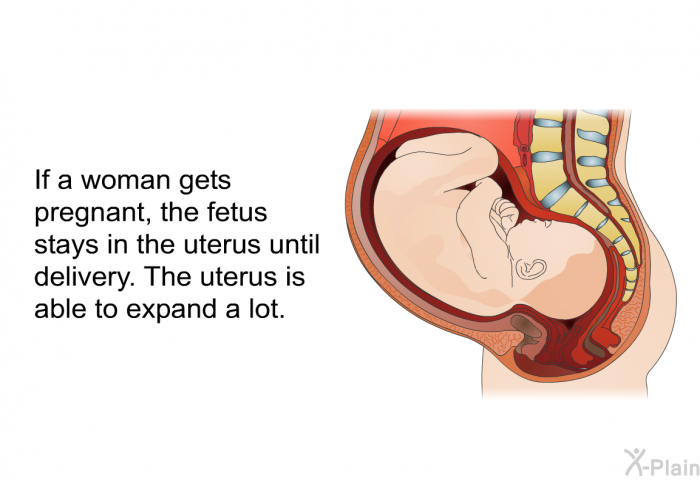 If a woman gets pregnant, the fetus stays in the uterus until delivery. The uterus is able to expand a lot.