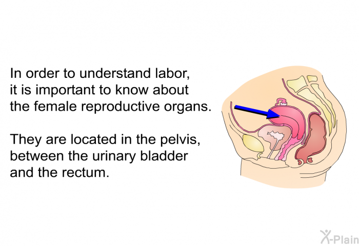 In order to understand labor, it is important to know about the female reproductive organs. They are located in the pelvis, between the urinary bladder and the rectum.